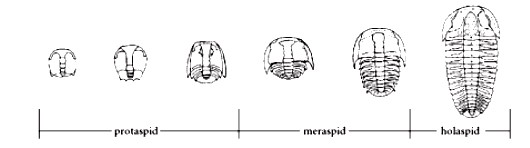 Tavola ontogenesi trilobite Barrande (1852)